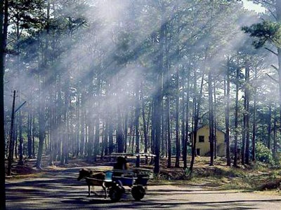 Sợ tai nạn, dân Đà Lạt ồ ạt xin chặt thông - 1 Sợ tai nạn, dân Đà Lạt ồ ạt xin chặt thông - 1