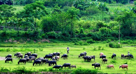 Ngỡ ngàng nơi thượng nguồn sông Đà - 3 Ngỡ ngàng nơi thượng nguồn sông Đà - 3