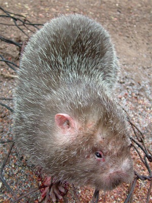 Choáng khi nhìn cảnh con dúi bị làm thịt - 1 Choáng khi nhìn cảnh con dúi bị làm thịt - 1