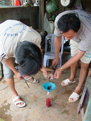 Choáng khi nhìn cảnh con dúi bị làm thịt - 2 Choáng khi nhìn cảnh con dúi bị làm thịt - 2