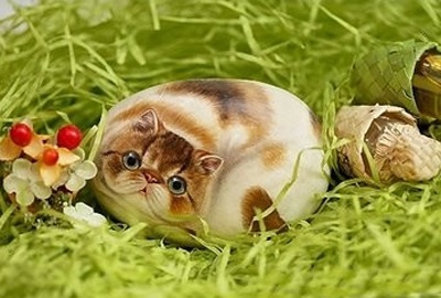 Vỏ trứng biến thành động vật đáng yêu  - 6