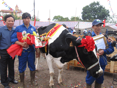 Ấn tượng “Hoa hậu bò sữa 2009” - 4