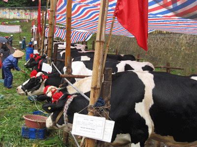 Ấn tượng “Hoa hậu bò sữa 2009” - 1