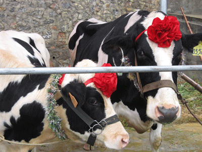 Ấn tượng “Hoa hậu bò sữa 2009” - 5