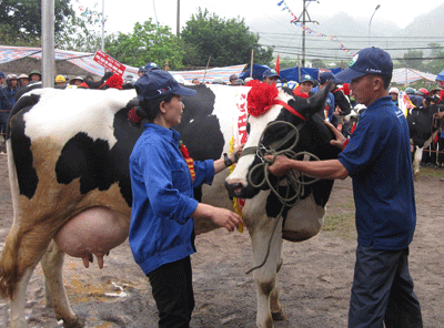 Ấn tượng “Hoa hậu bò sữa 2009” - 3