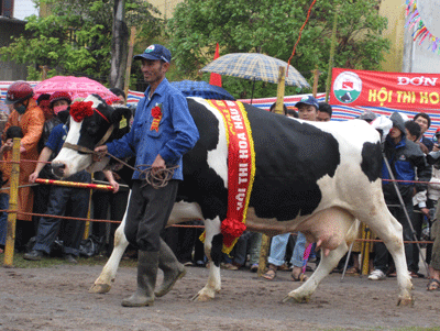 Ấn tượng “Hoa hậu bò sữa 2009” - 2