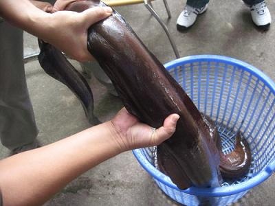 Bắt được cá Chình nặng kỷ lục trên sông Lam - 1 Bắt được cá Chình nặng kỷ lục trên sông Lam - 1