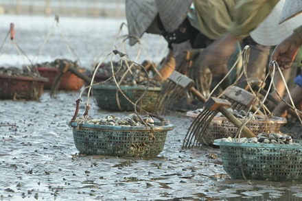 “Bản làng ngao” trên biển - 3 “Bản làng ngao” trên biển - 3