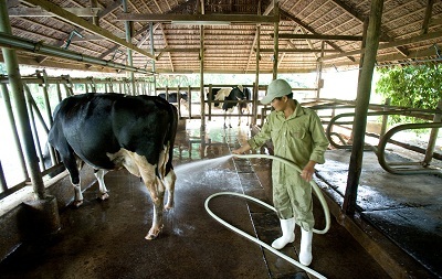 Thế nào là sữa đạt chất lượng cao? - 1 Thế nào là sữa đạt chất lượng cao? - 1