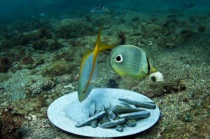 Bảo tàng dưới nước lớn nhất thế giới - 12 Bảo tàng dưới nước lớn nhất thế giới - 12