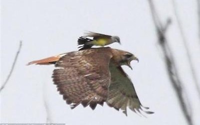 Từ khí phách loài chim, nghĩ về khí phách con người - 1 Từ khí phách loài chim, nghĩ về khí phách con người - 1