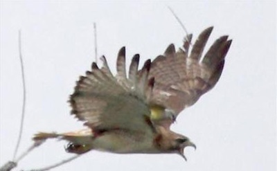 Từ khí phách loài chim, nghĩ về khí phách con người - 2 Từ khí phách loài chim, nghĩ về khí phách con người - 2