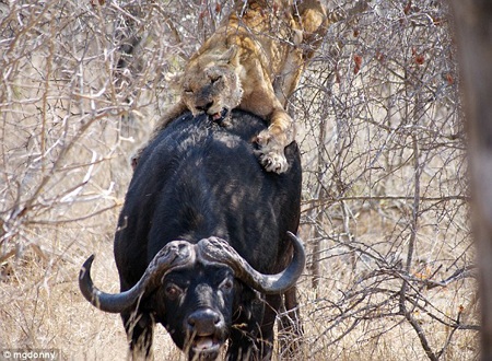 "Nghẹt thở" trước cảnh sư tử tấn công trâu rừng - 2 "Nghẹt thở" trước cảnh sư tử tấn công trâu rừng - 2