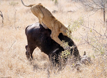 "Nghẹt thở" trước cảnh sư tử tấn công trâu rừng - 3 "Nghẹt thở" trước cảnh sư tử tấn công trâu rừng - 3