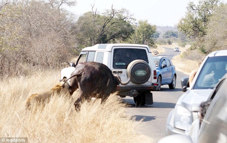 "Nghẹt thở" trước cảnh sư tử tấn công trâu rừng - 5 "Nghẹt thở" trước cảnh sư tử tấn công trâu rừng - 5