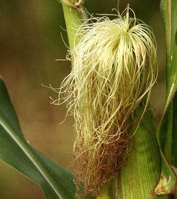 Đông Y và các vị thuốc quen thuộc trị cao huyết áp - 3