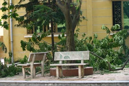 Thêm 1 cây sưa đỏ tại Hà Nội bị “bức tử” - 2 Thêm 1 cây sưa đỏ tại Hà Nội bị “bức tử” - 2