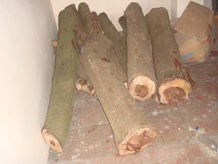 Thêm 1 cây sưa đỏ tại Hà Nội bị “bức tử” - 1 Thêm 1 cây sưa đỏ tại Hà Nội bị “bức tử” - 1