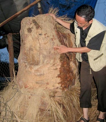 Xôn xao quanh gốc cây “lạ” ở Kon Tum - 1 Xôn xao quanh gốc cây “lạ” ở Kon Tum - 1