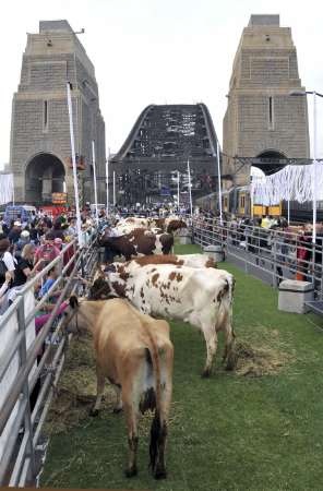 Kỷ lục 6.000 người ăn sáng trên Cầu cảng Sydney - 5