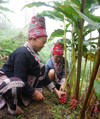 Mùa thảo quả chín rực ở Lào Cai - 2 Mùa thảo quả chín rực ở Lào Cai - 2