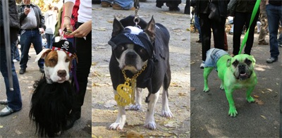 Trang phục Halloween của những chú chó - 20