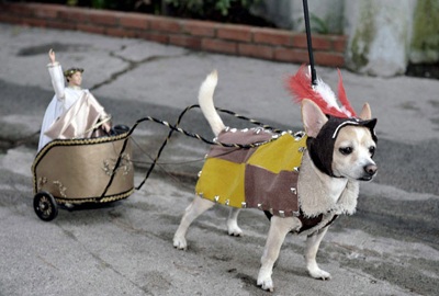 Trang phục Halloween của những chú chó - 19