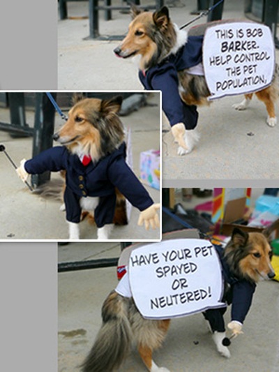 Trang phục Halloween của những chú chó - 18