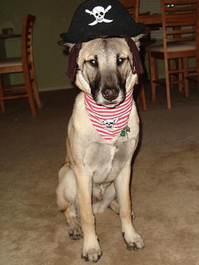 Trang phục Halloween của những chú chó - 17