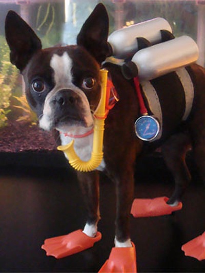 Trang phục Halloween của những chú chó - 15