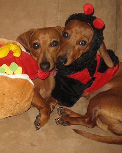 Trang phục Halloween của những chú chó - 14