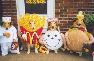 Trang phục Halloween của những chú chó - 11