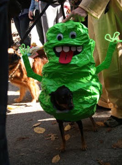 Trang phục Halloween của những chú chó - 10