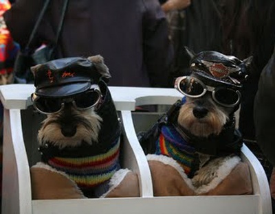 Trang phục Halloween của những chú chó - 9