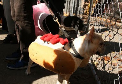 Trang phục Halloween của những chú chó - 8