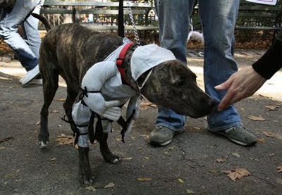 Trang phục Halloween của những chú chó - 6