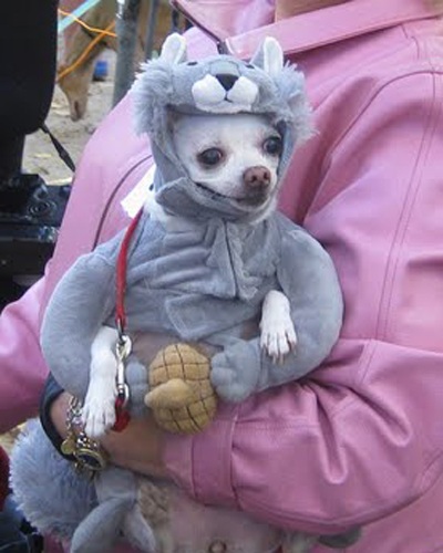 Trang phục Halloween của những chú chó - 3