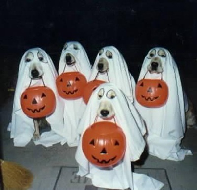 Trang phục Halloween của những chú chó - 1