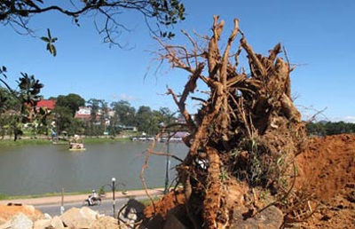 “Đệ nhất hoa mai” nằm phơi gốc - 2