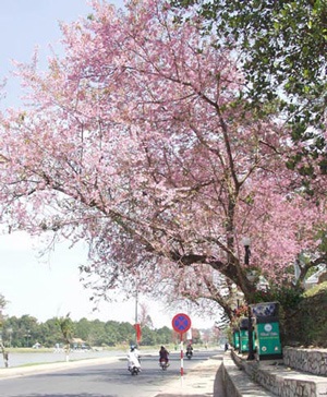 “Đệ nhất hoa mai” nằm phơi gốc - 1