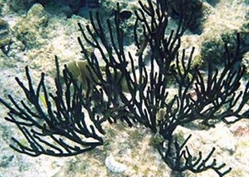 Bắt vụ vận chuyển hơn 1 tấn san hô đen - 1