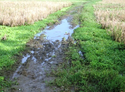 Ốc đảo giữa lòng thị xã - 1