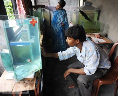 Bệnh viện đầu tiên dành cho cá - 2