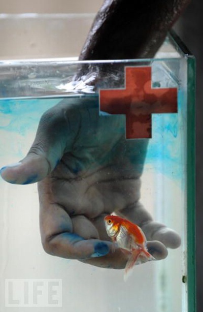 Bệnh viện đầu tiên dành cho cá - 4