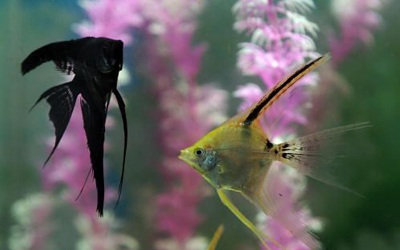 Bệnh viện đầu tiên dành cho cá - 7