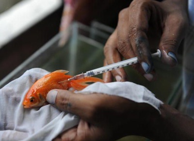 Bệnh viện đầu tiên dành cho cá - 6