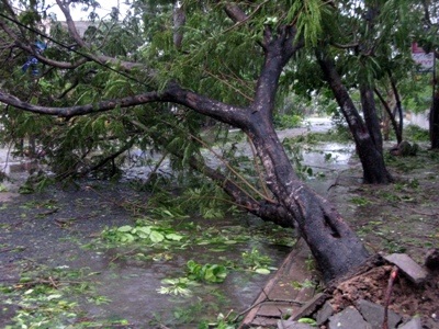 Bão Mirinae suy yếu thành áp thấp - 5