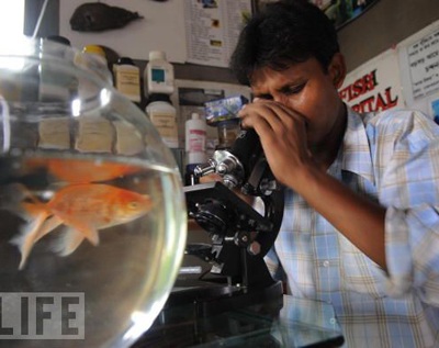 Bệnh viện đầu tiên dành cho cá - 5