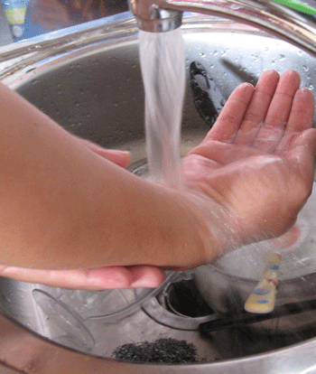 Hoa mười giờ, thuốc tiên chữa bỏng? - 1