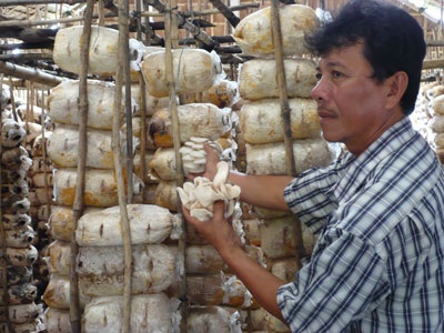 Gặp “vua nấm bào ngư” trên đất Tây Đô  - 2